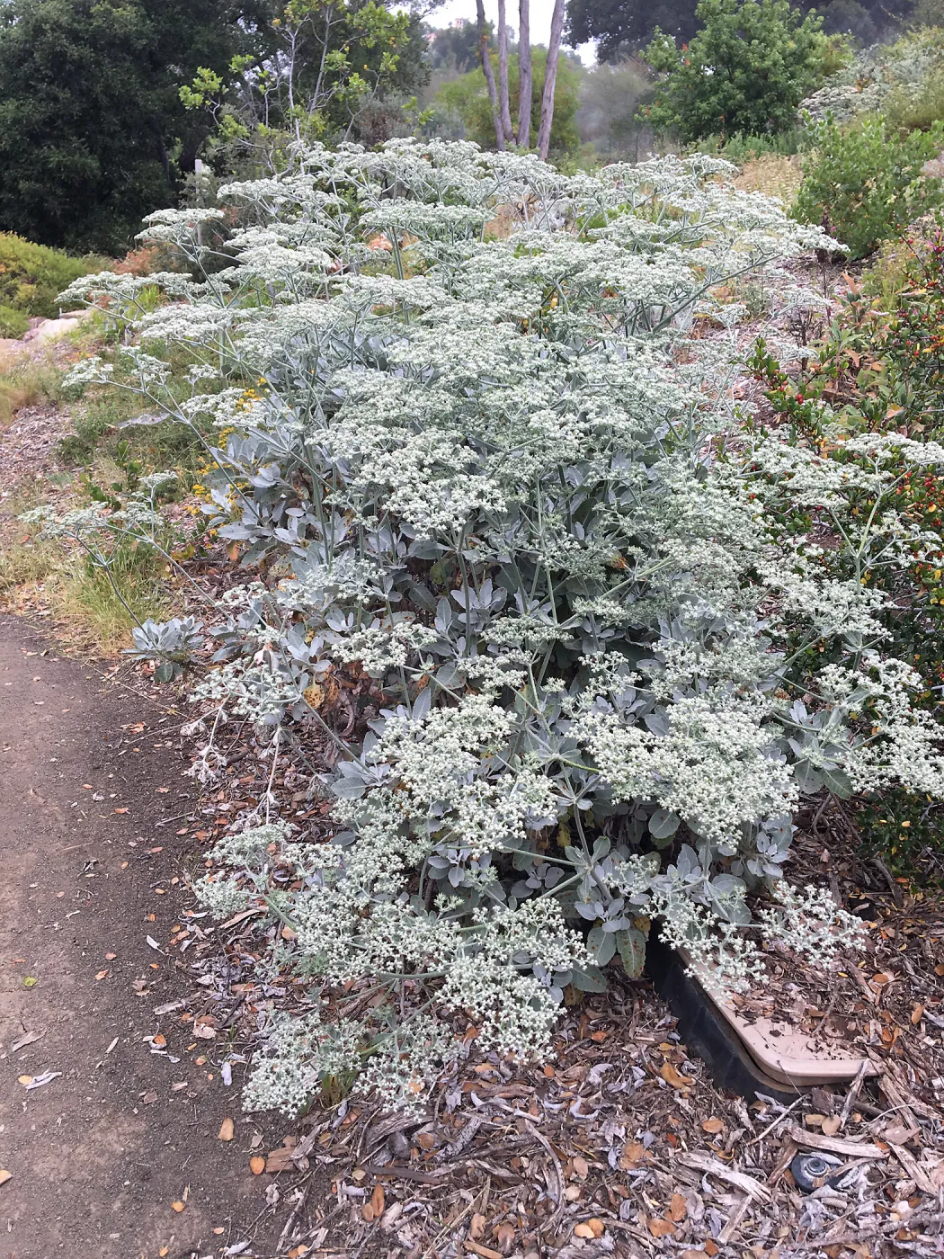 Porter Trail, Eriogonum giganteum 