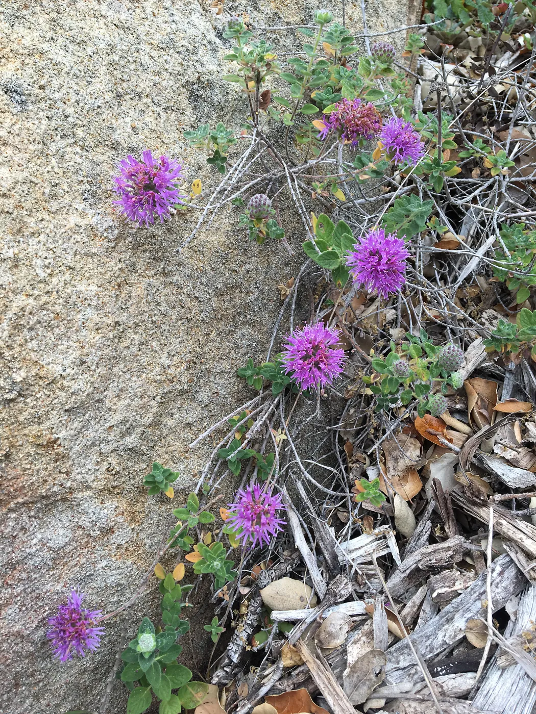 Monardella villosa ssp. franciscana 01-160, Porter Trail