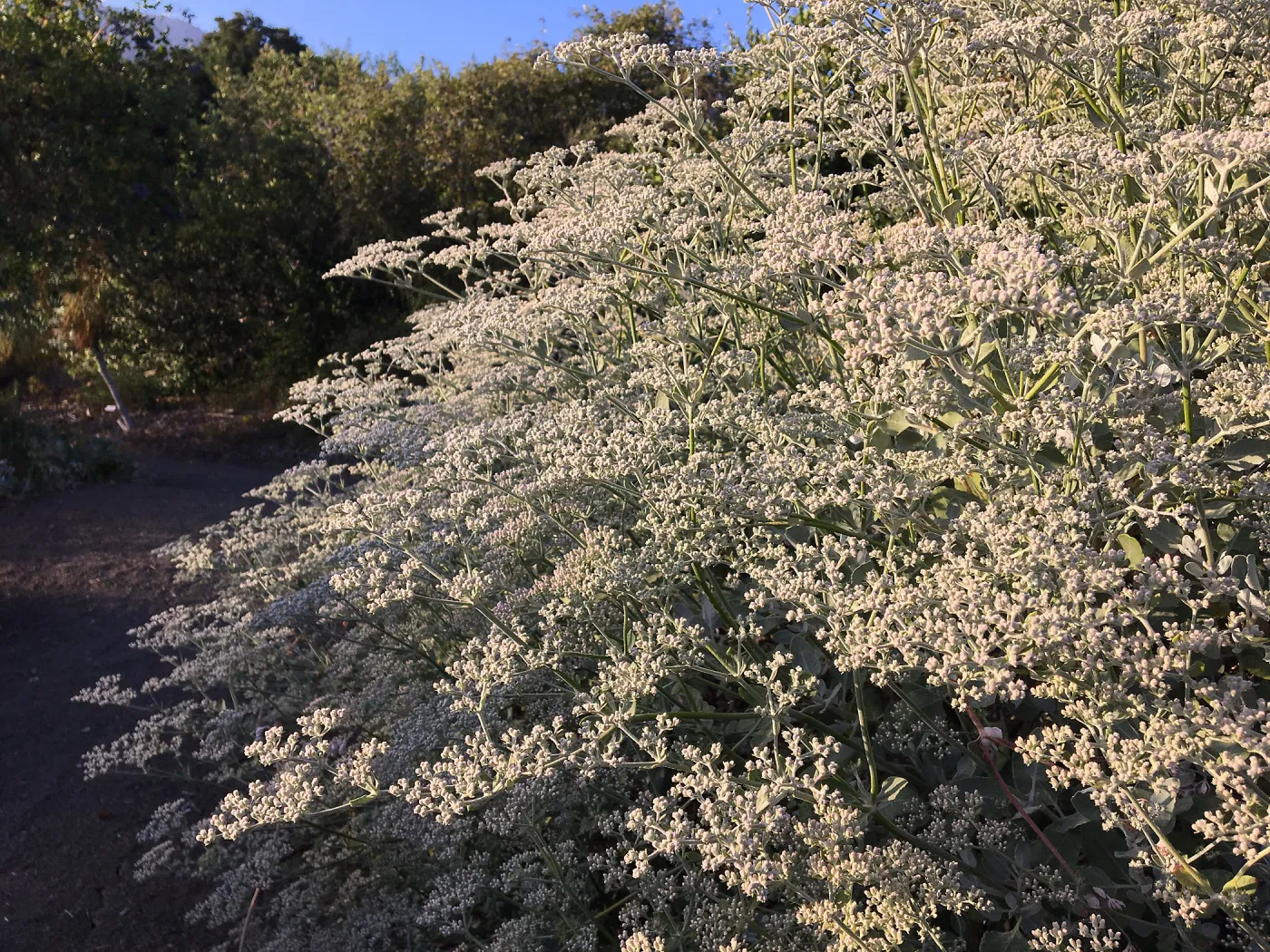 Porter Trail, Eriogonum giaganteum