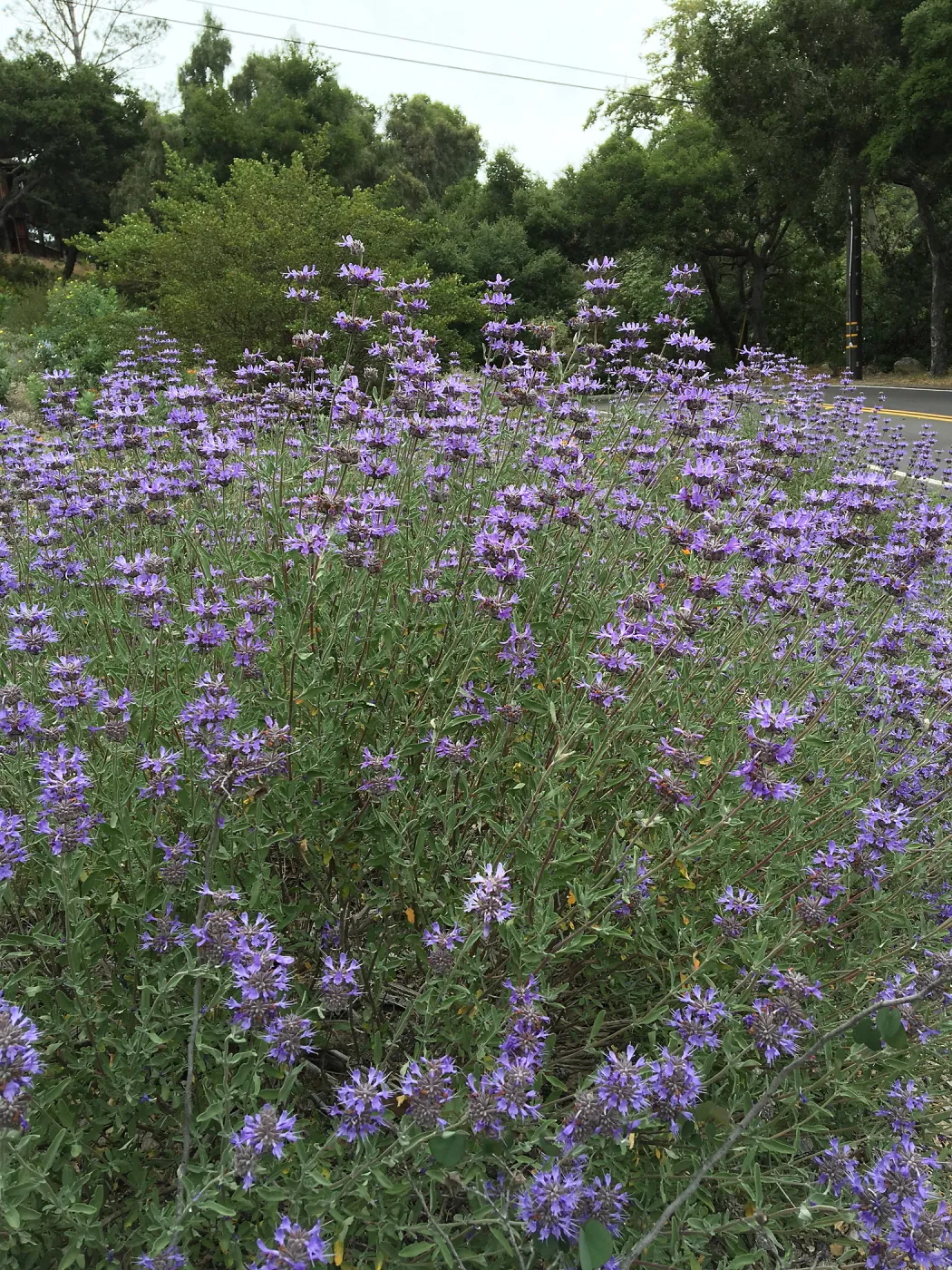 Salvia â€˜Allen Chickering' at the Tunnel Triangle
