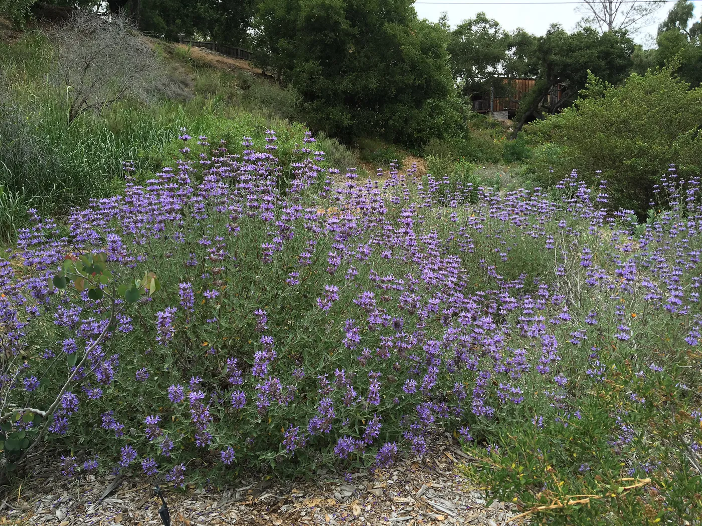 Salvia â€˜Allen Chickering' at the Tunnel Triangle