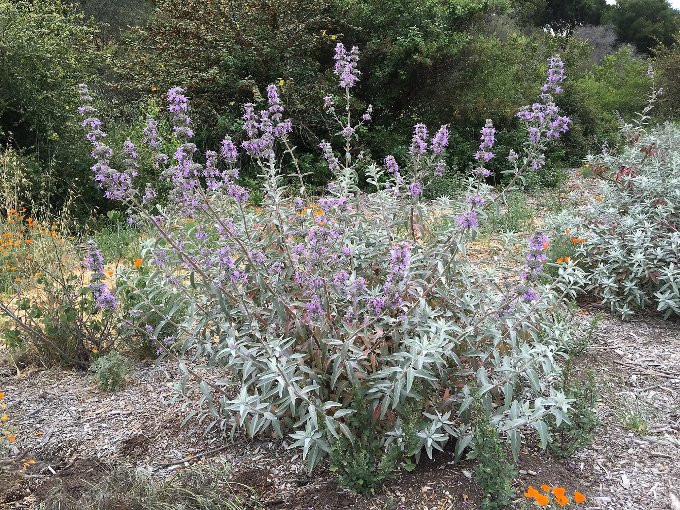 Salvia â€˜Desperado' at the Tunnel Triangle