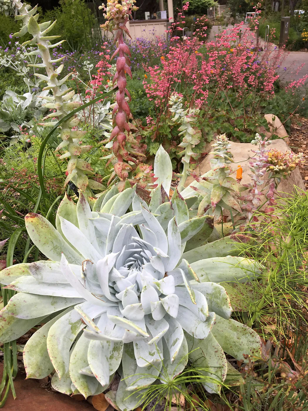 Dudleya brittonii, Heuchera (Coral bells), Eschscholzia (California Poppy) near information Kiosk