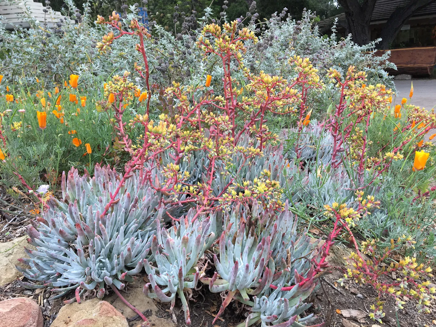 Dudleya â€˜Frank Reinelt' near information Kiosk