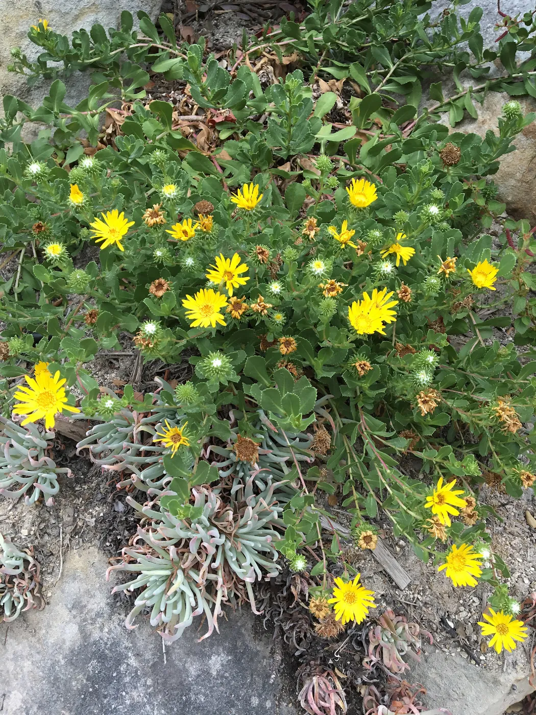 Grindelia â€˜Rays Carpet'