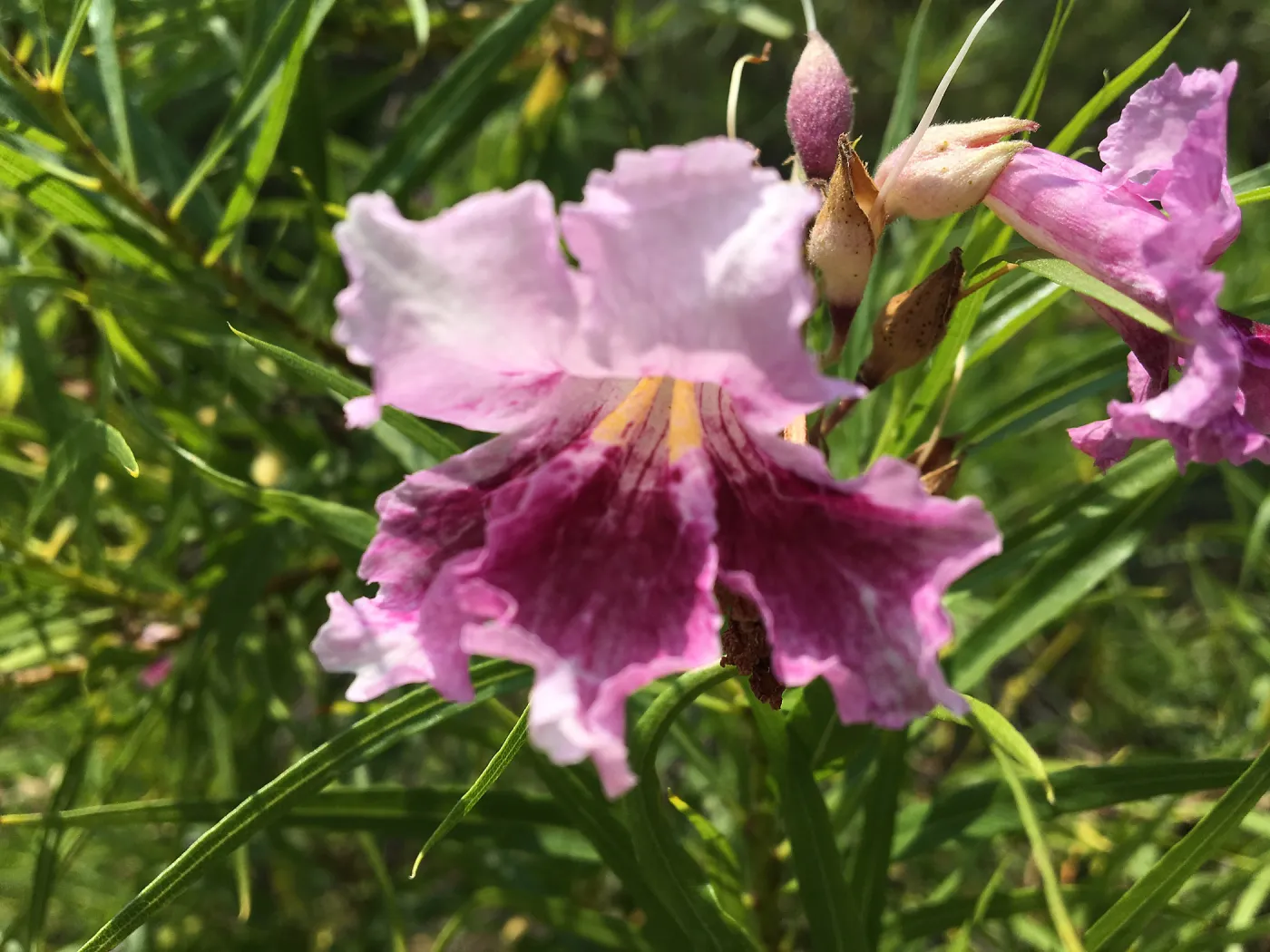 Chilopsis linearis in bloom