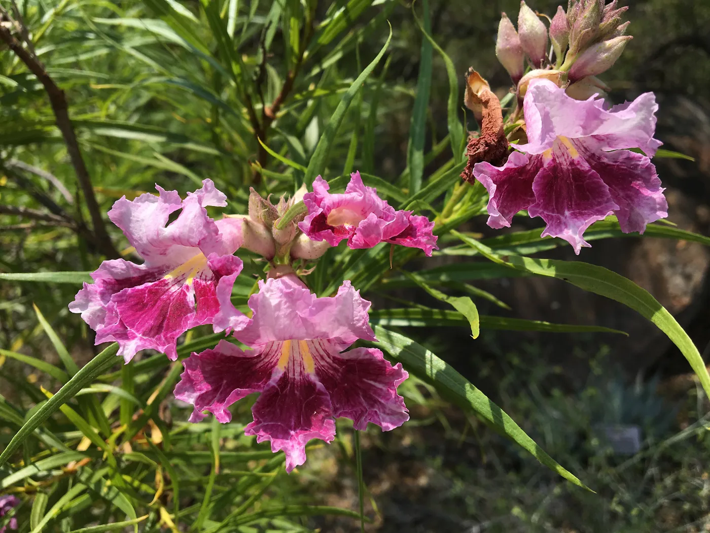 Chilopsis linearis in bloom