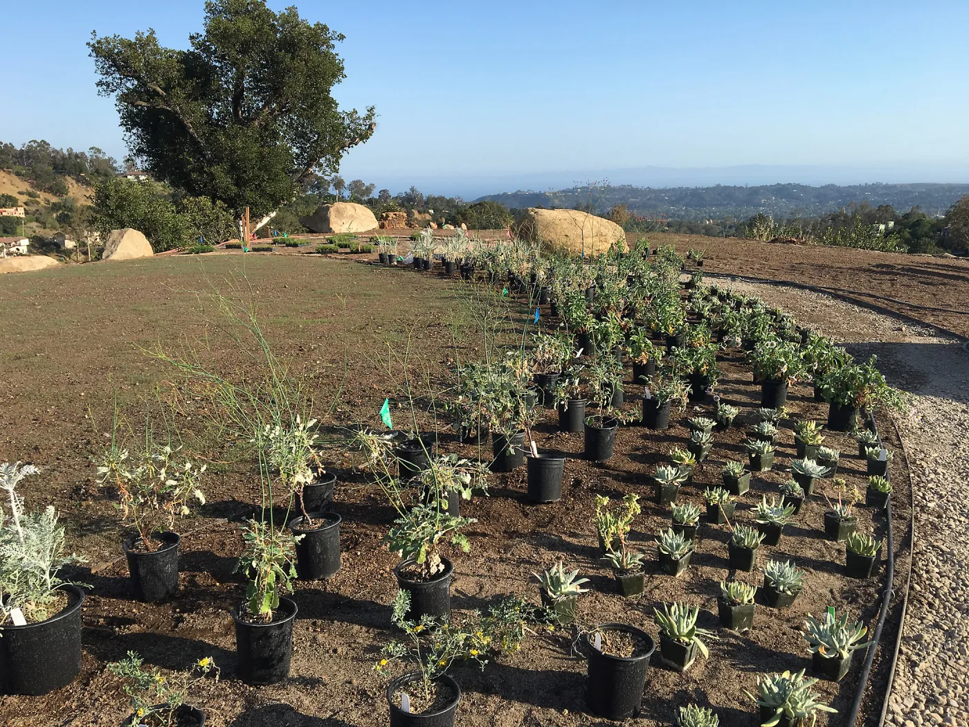 Planting the Island View Garden around the new lawn