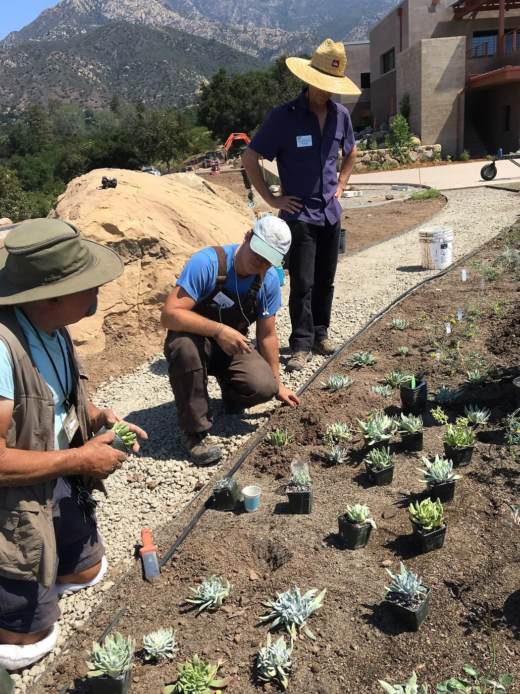 Planting the Island View Garden around the new lawn