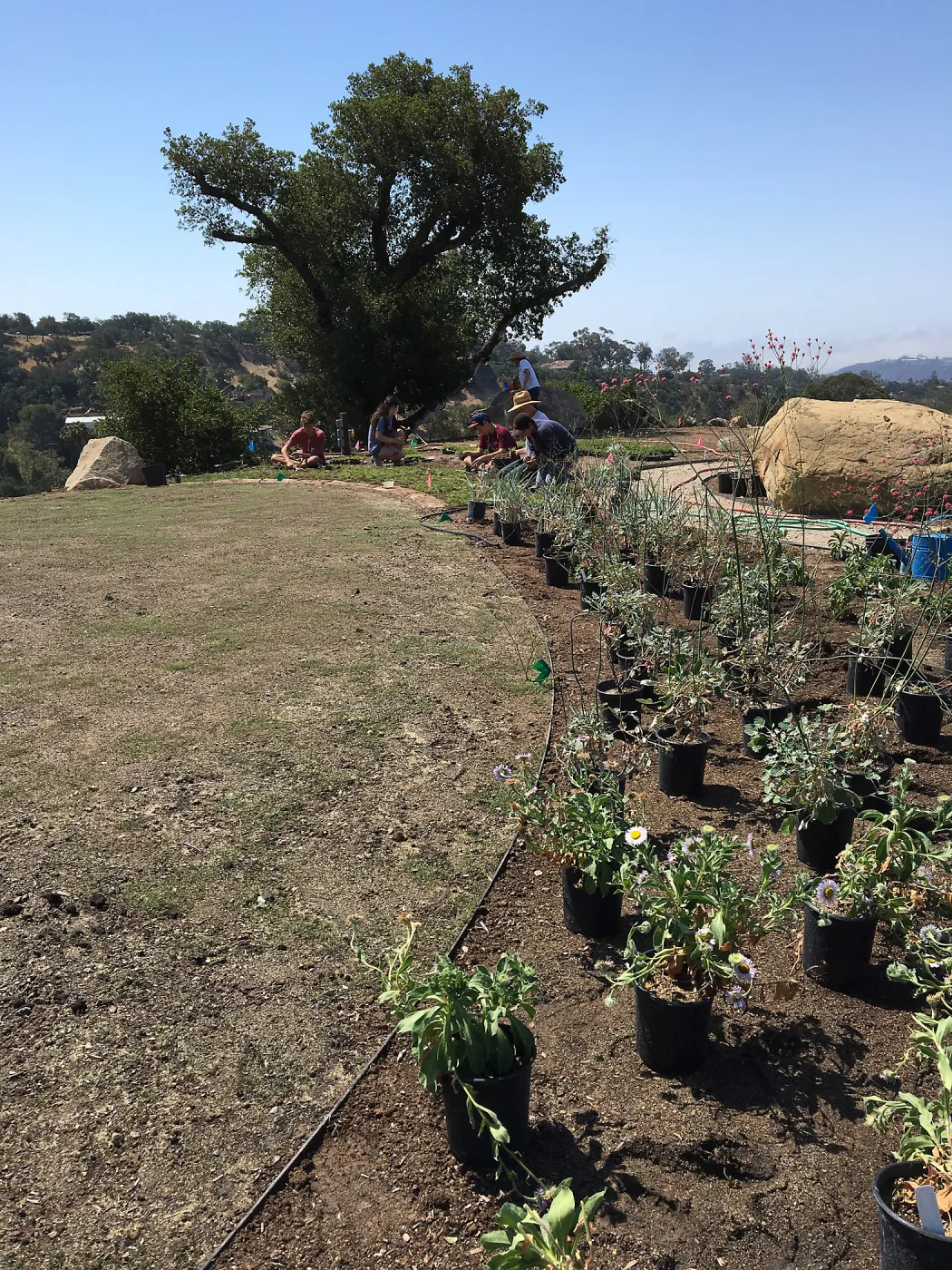Planting the Island View Garden around the new lawn