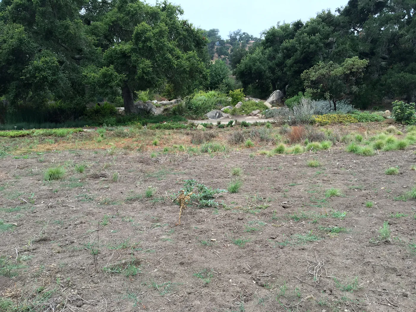 State of the Meadow during Bouteloua establishment