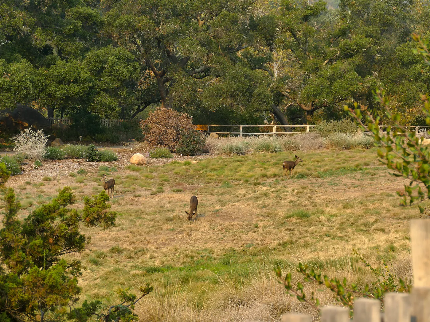Deer in the Meadow