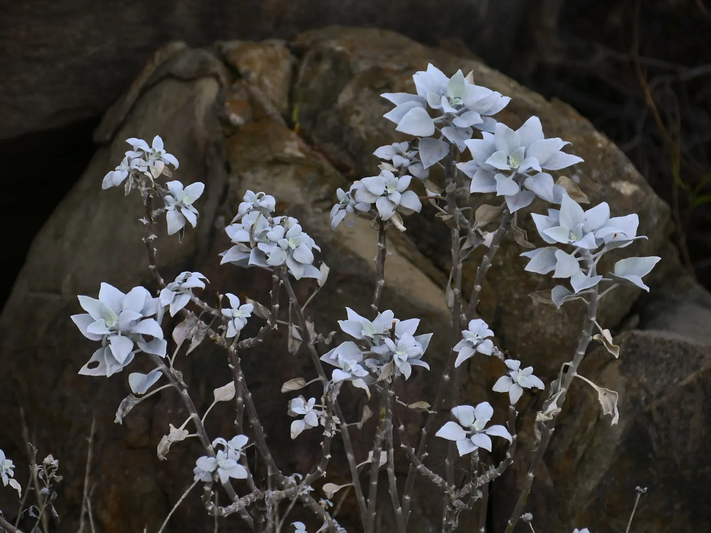 Brittlebush in the Desert Section