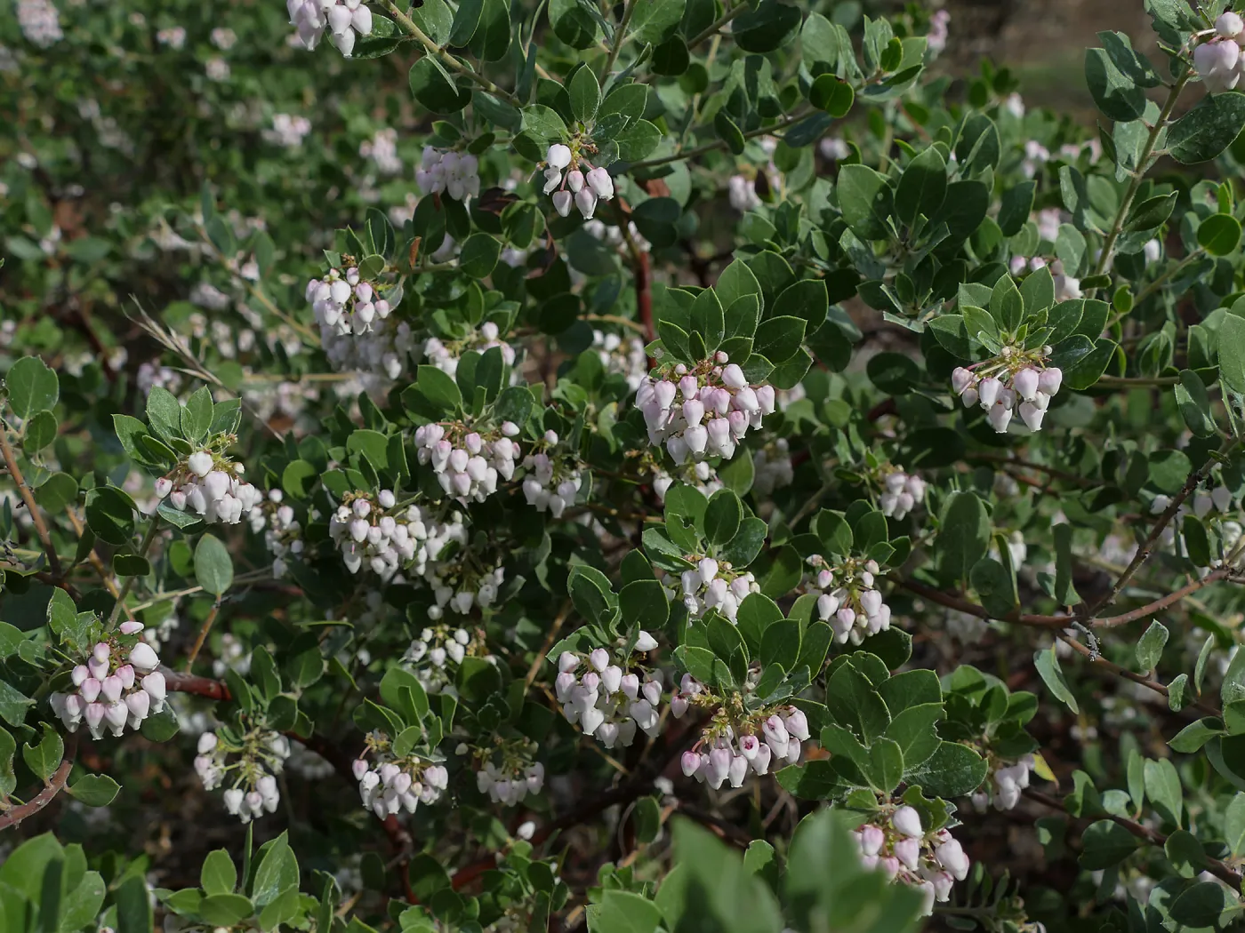 Big Sur Manzanita