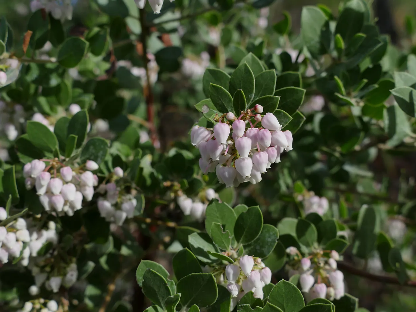 Big Sur Manzanita