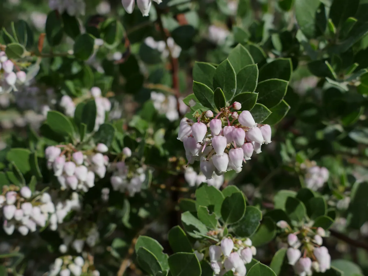 Big Sur Manzanita