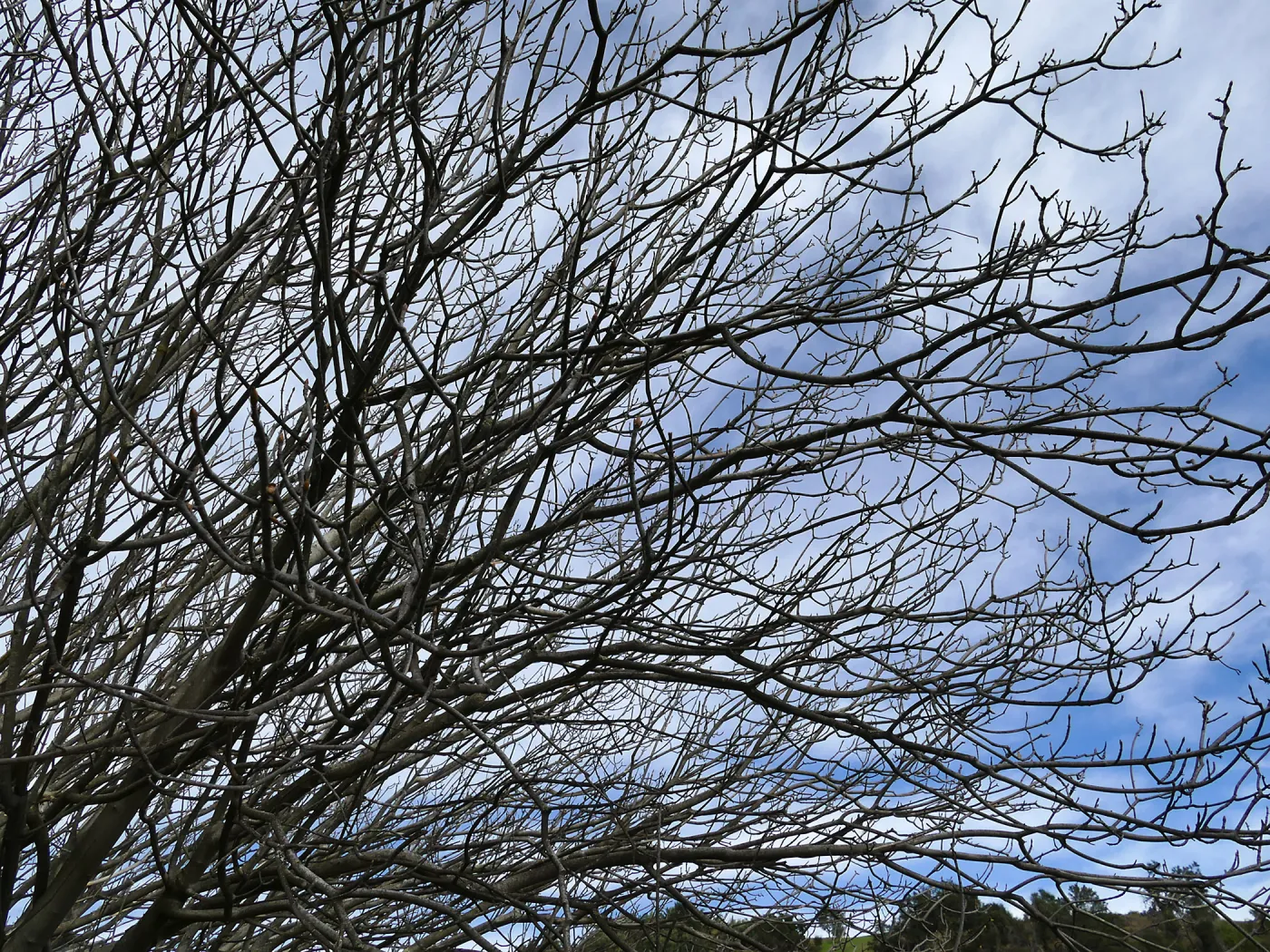 Leafless California Buckeye against sky