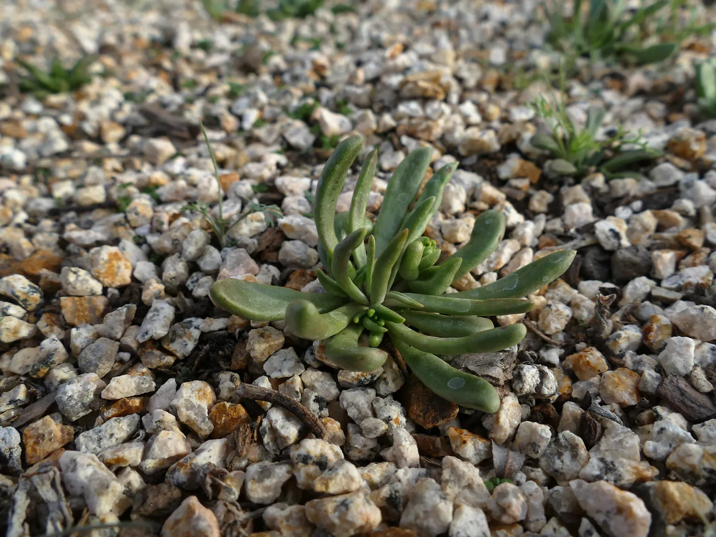 Santa Cruz Island liveforever