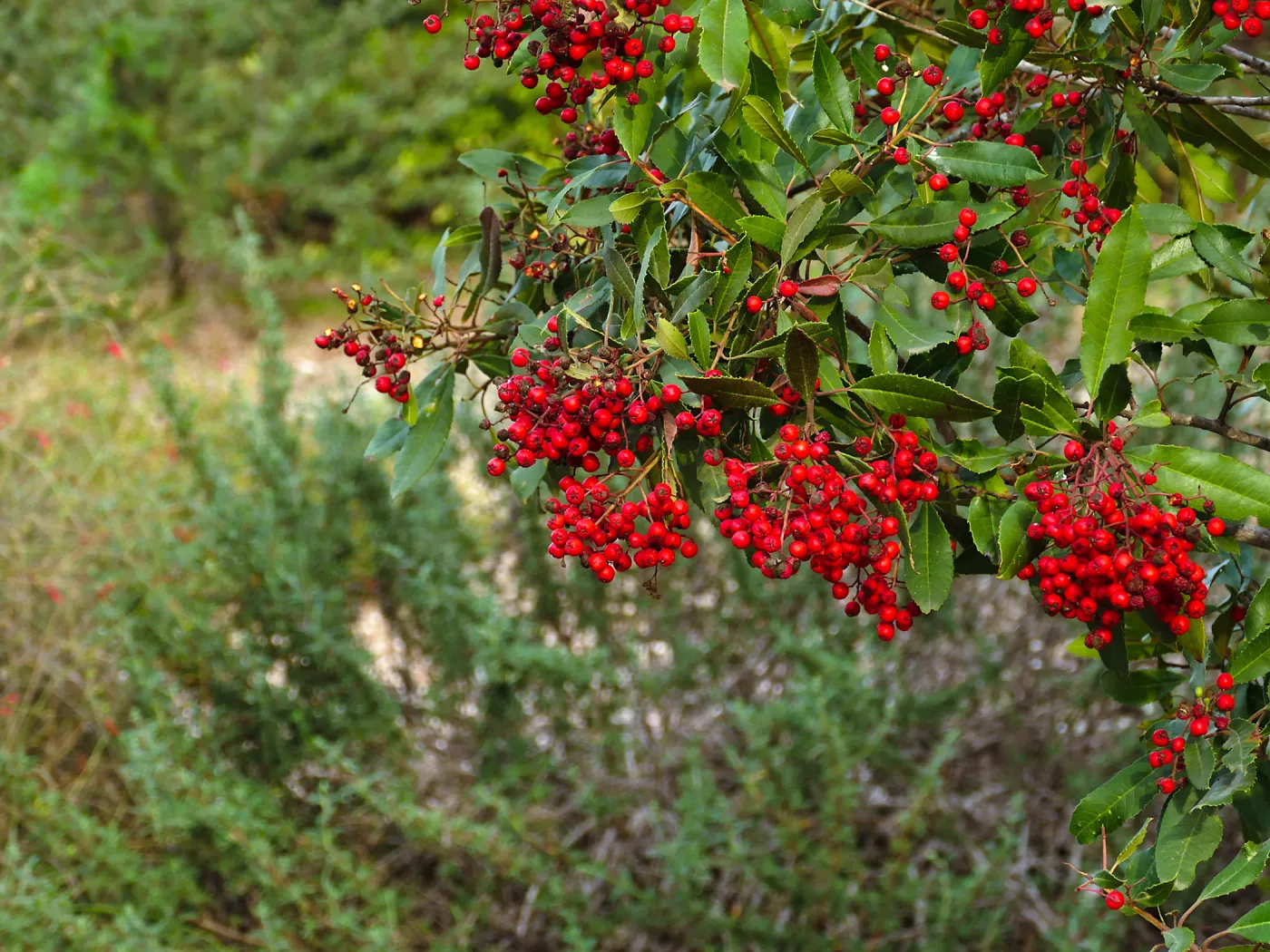 Toyon berries