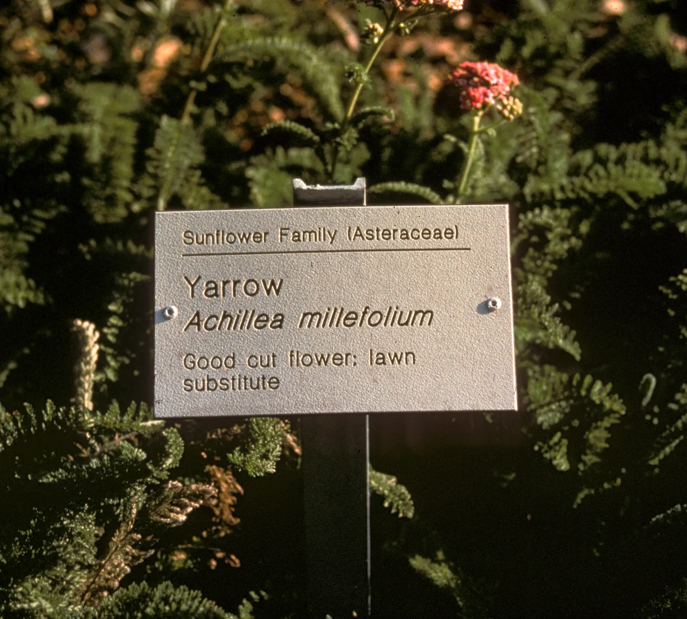 Public information plant label