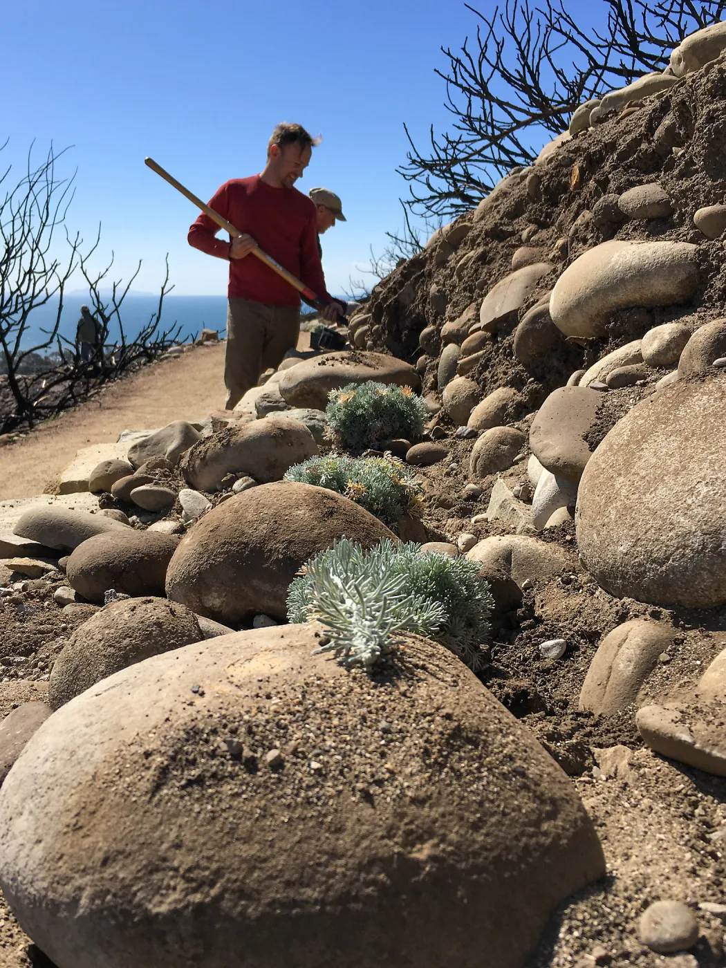 Martin Luther King Day of Service at the Ventura Botanical Garden