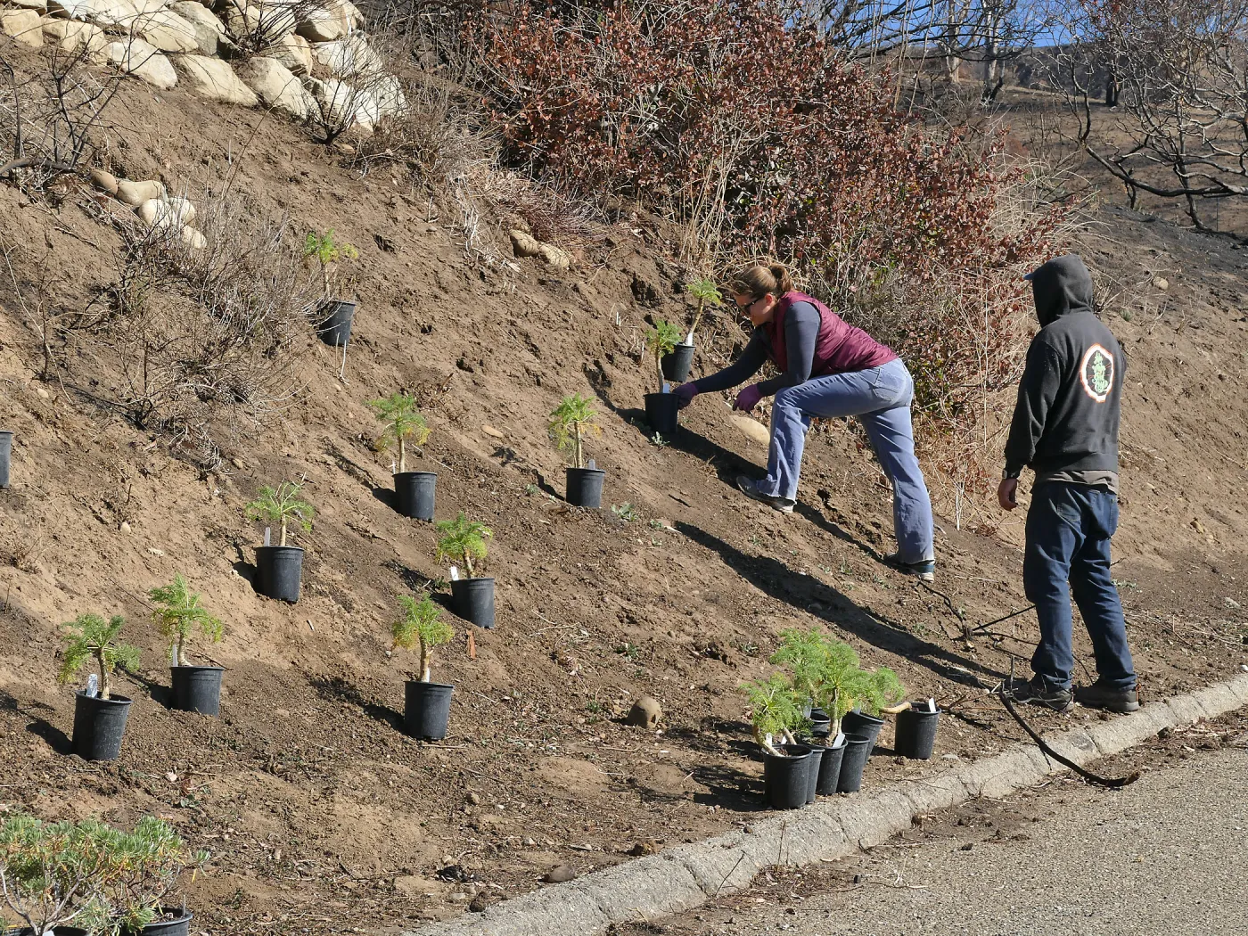 Martin Luther King Day of Service at the Ventura Botanical Garden