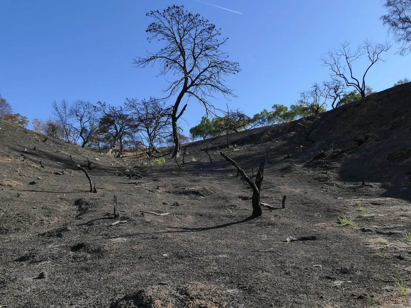 Burned hillside at the Ventura Botanical Garden