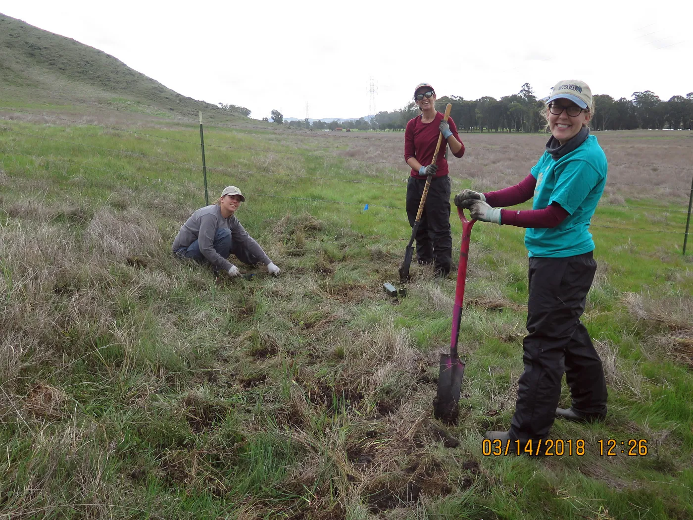 Planting Sanicula maritima at Laguna Lake Park Open Space