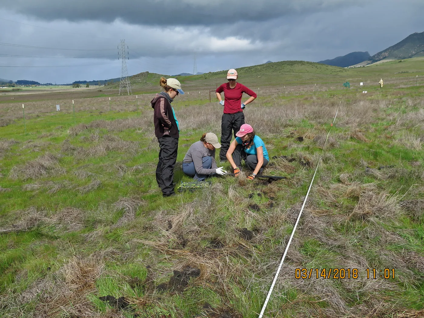 Planting Sanicula maritima at Laguna Lake Park Open Space