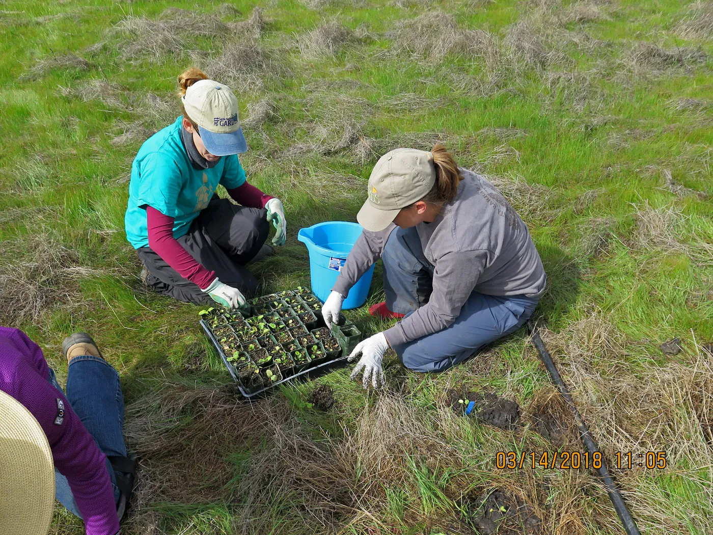 Planting Sanicula maritima at Laguna Lake Park Open Space