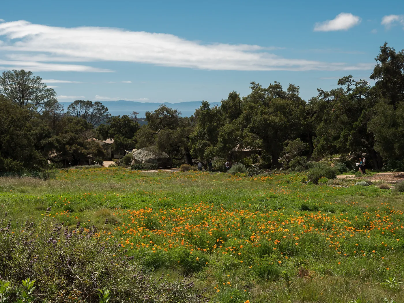 Looking south across Meadow to the Channel Islands
