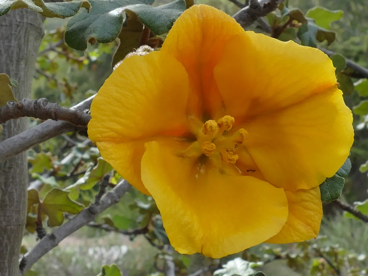California flannelbush