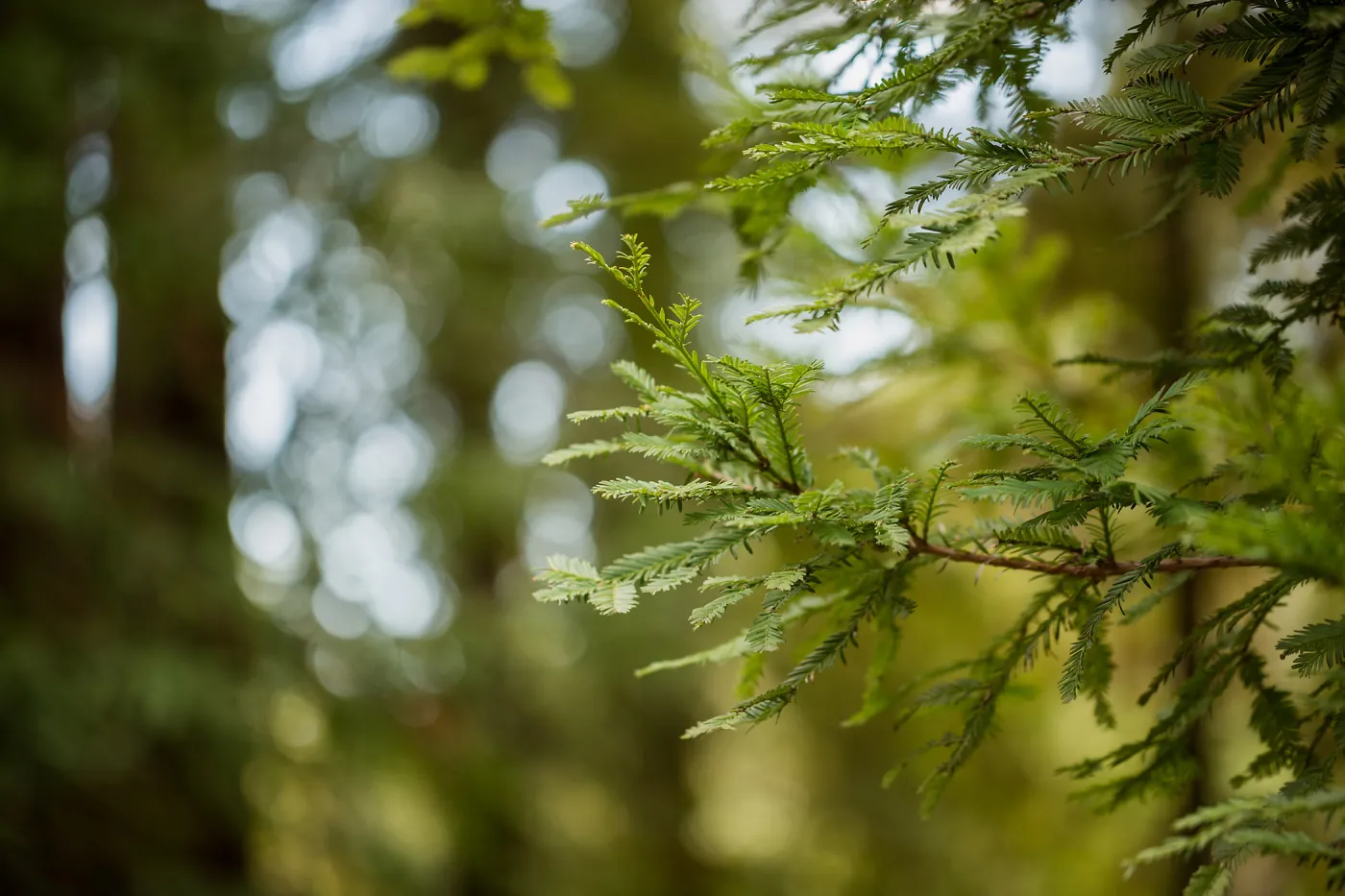Redwood leaves (Coast Redwood)