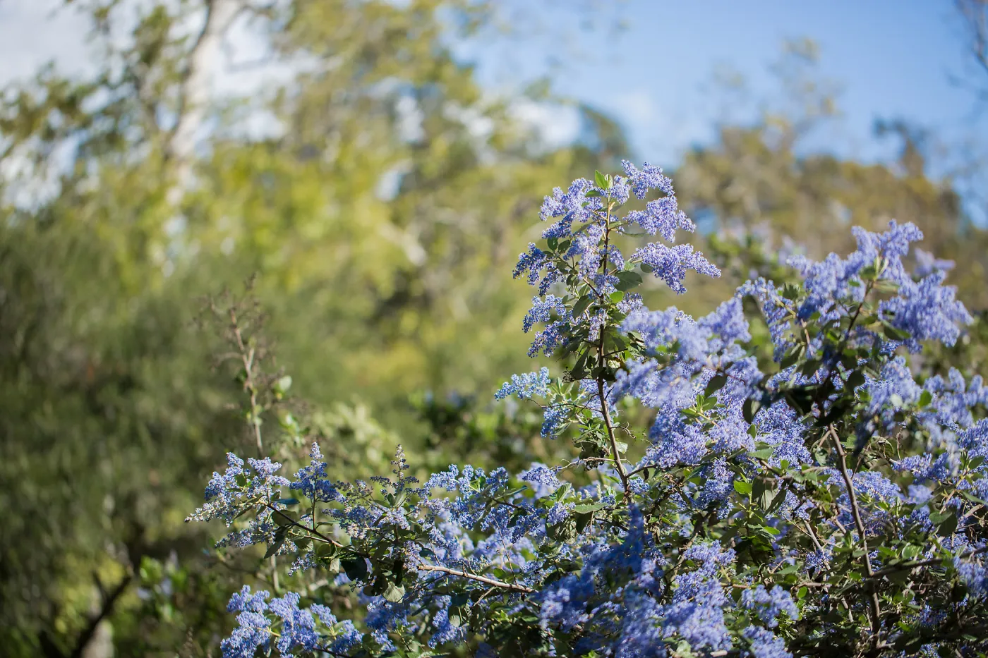 Ceanothus (California Lilac)