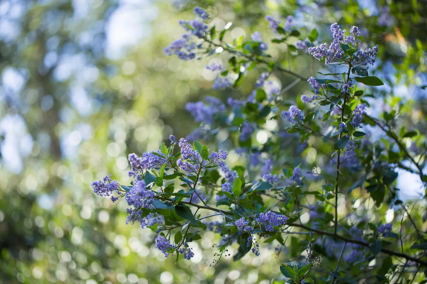 Ceanothus (California Lilac)