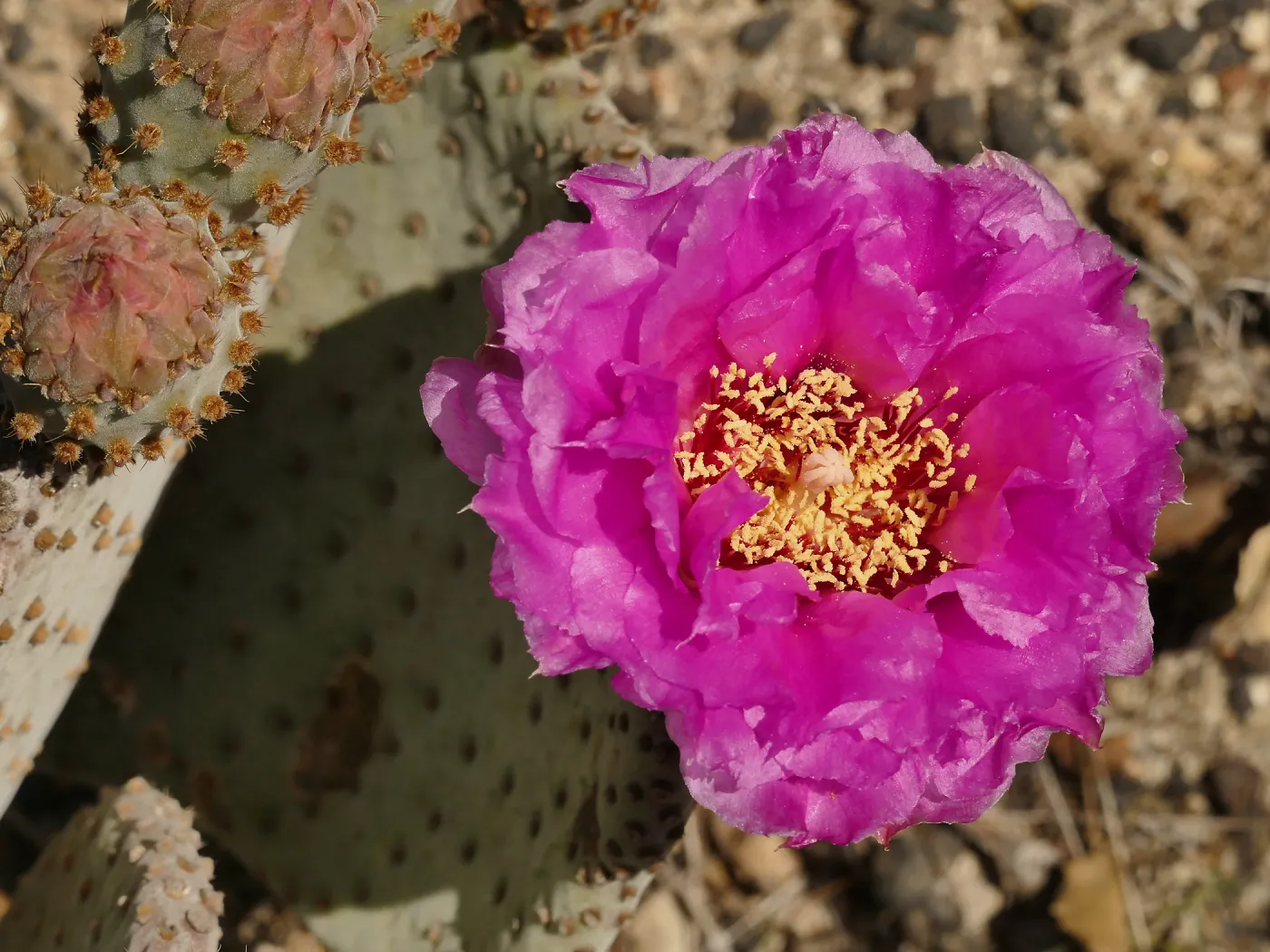 Beavertail Cactus flower