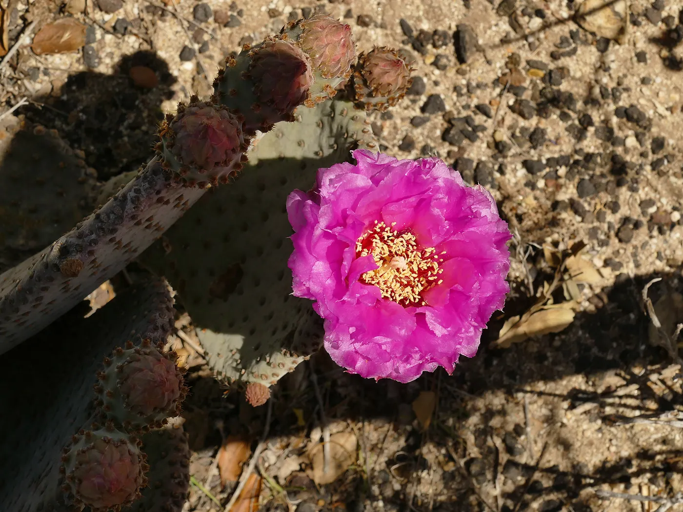 Beavertail Cactus flower