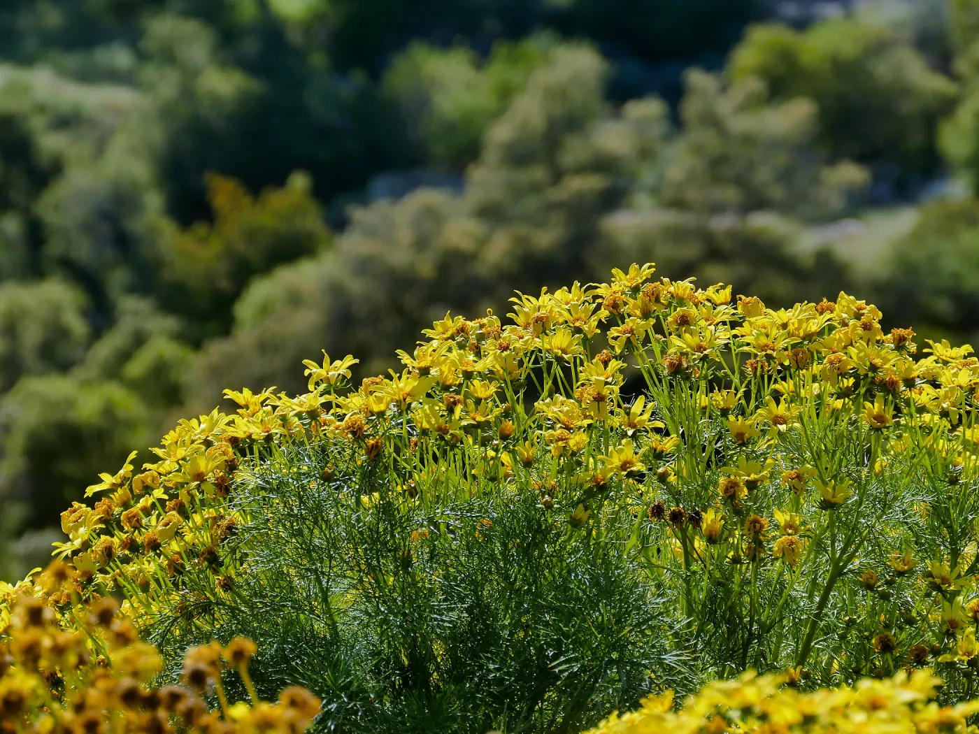 Coreopsis in the Island View Garden