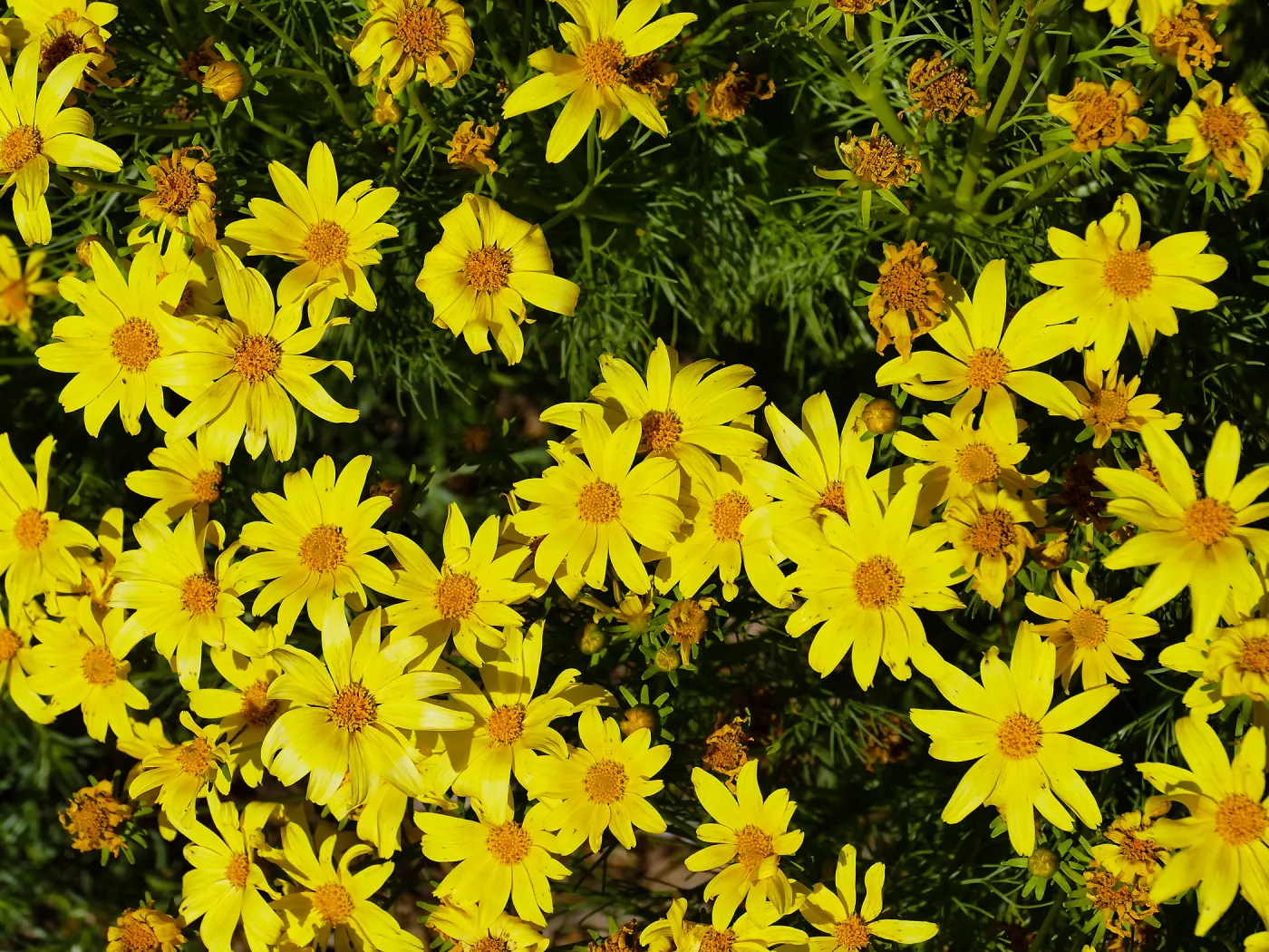 Coreopsis in the Island View Garden