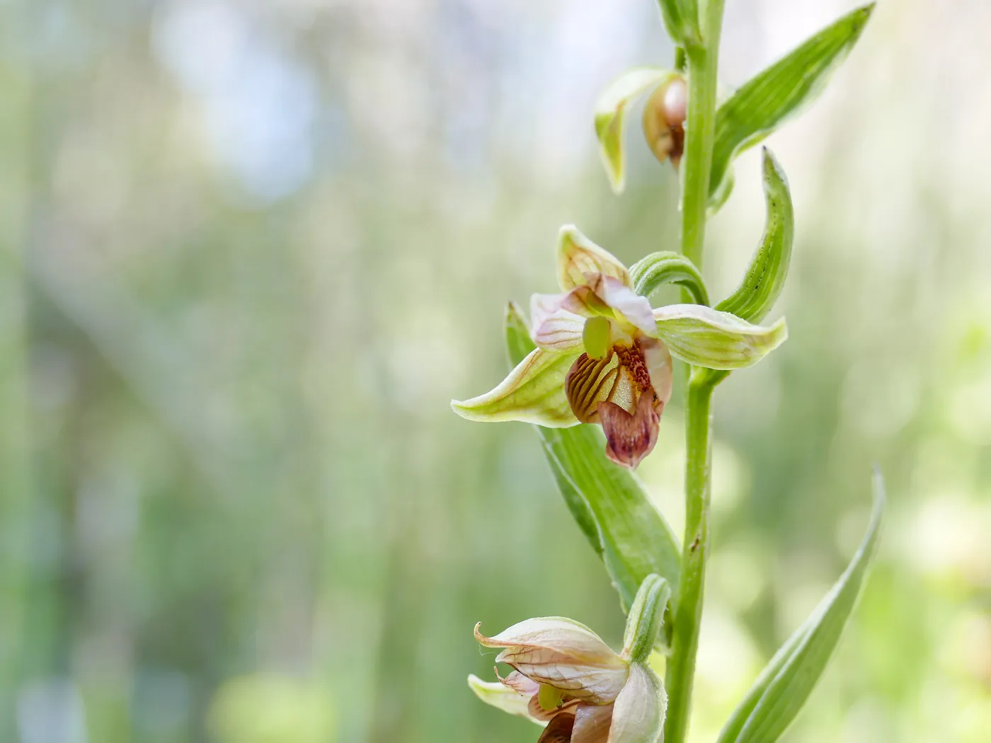 Stream Orchid in Arroyo Section