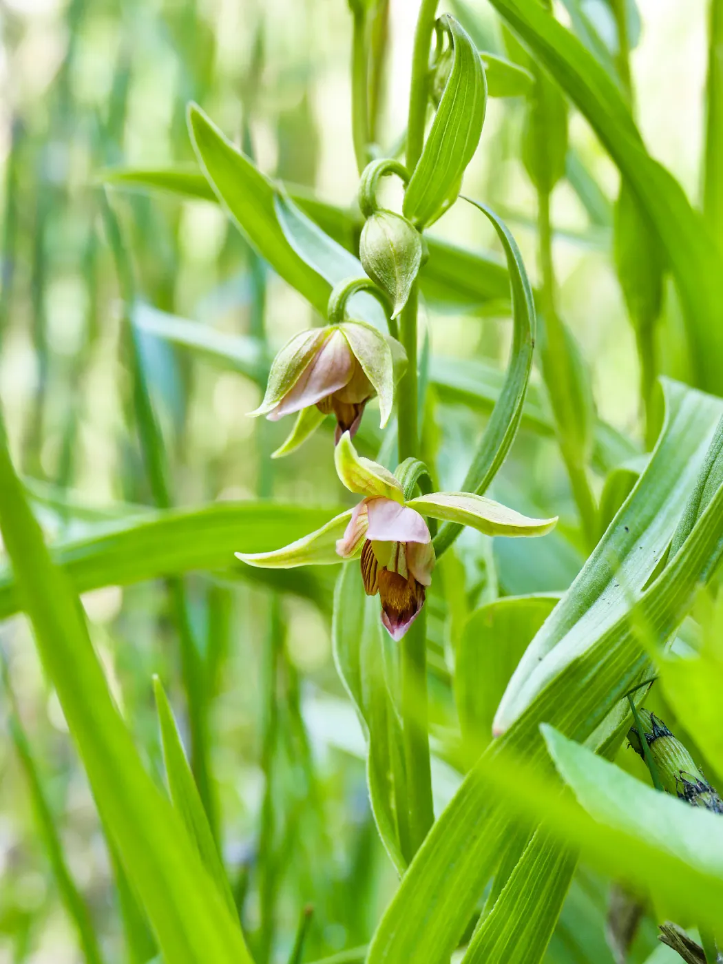 Stream Orchid in Arroyo Section