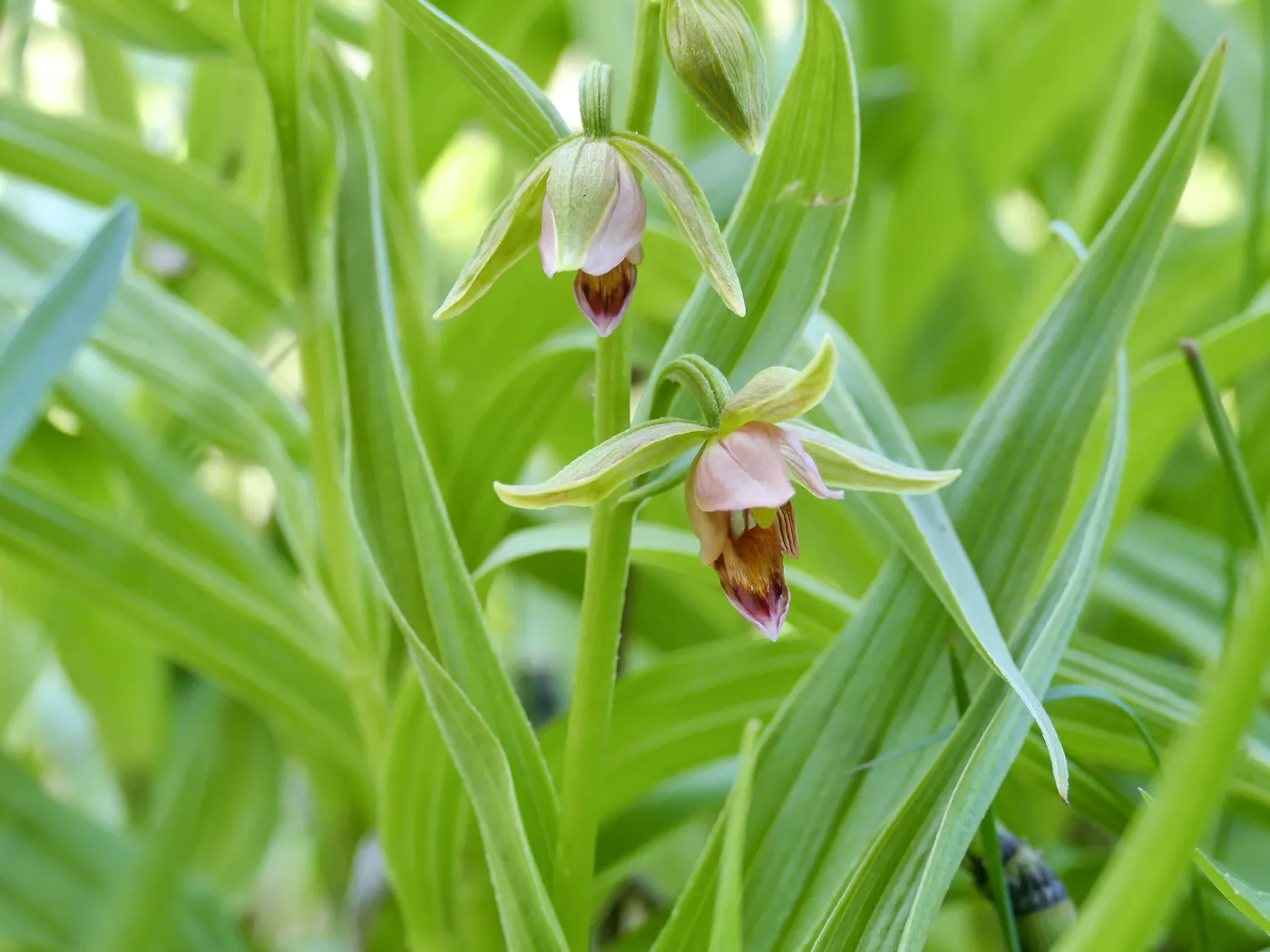 Stream Orchid in Arroyo Section