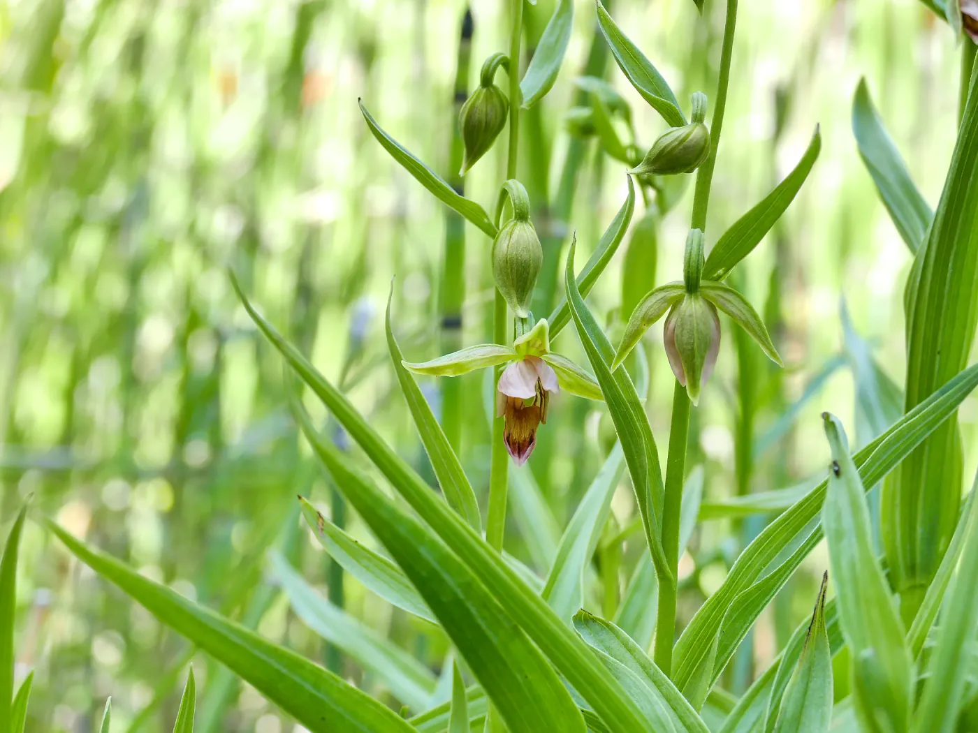 Stream Orchid in Arroyo Section