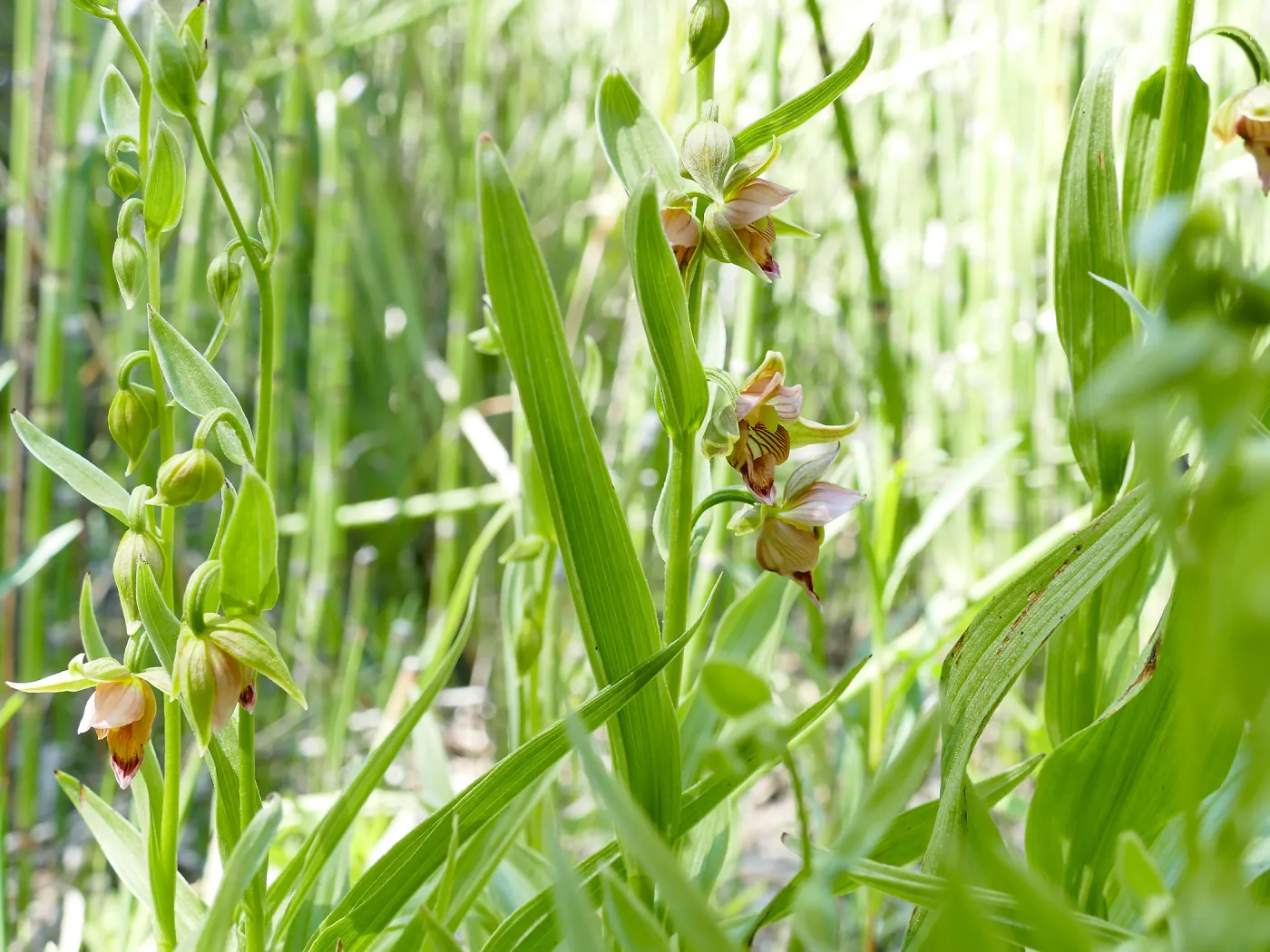 Stream Orchid in Arroyo Section