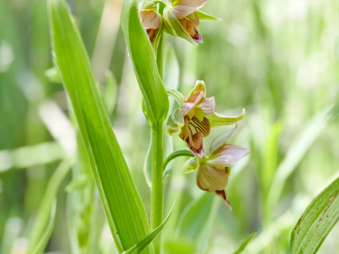 Stream Orchid in Arroyo Section