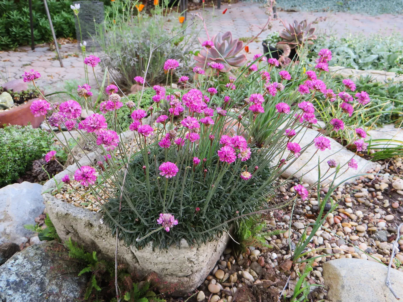 Armeria maritima in tufa trough at Betsy Collins garden