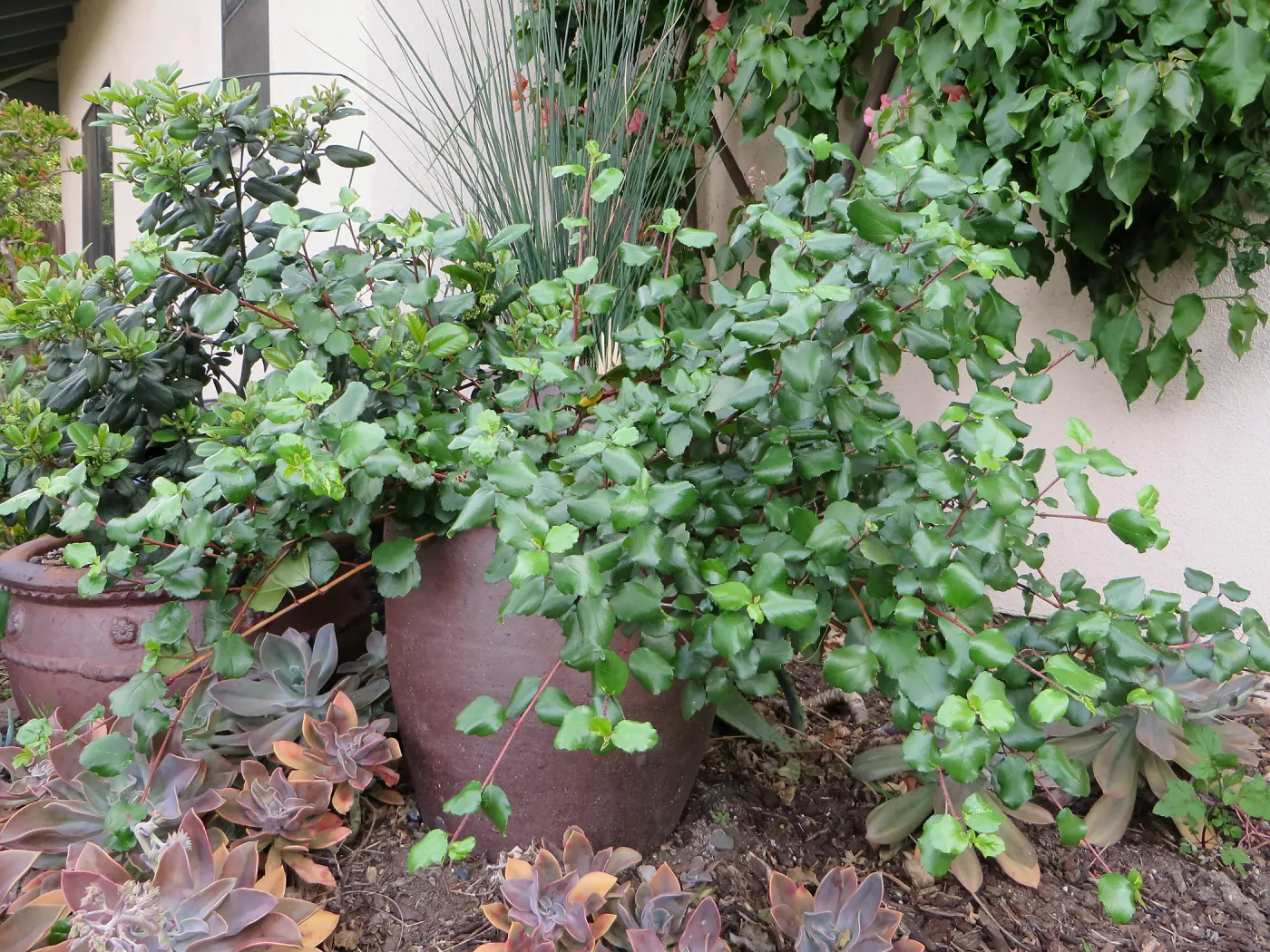 Natives in containers: Ribes viburnifolium