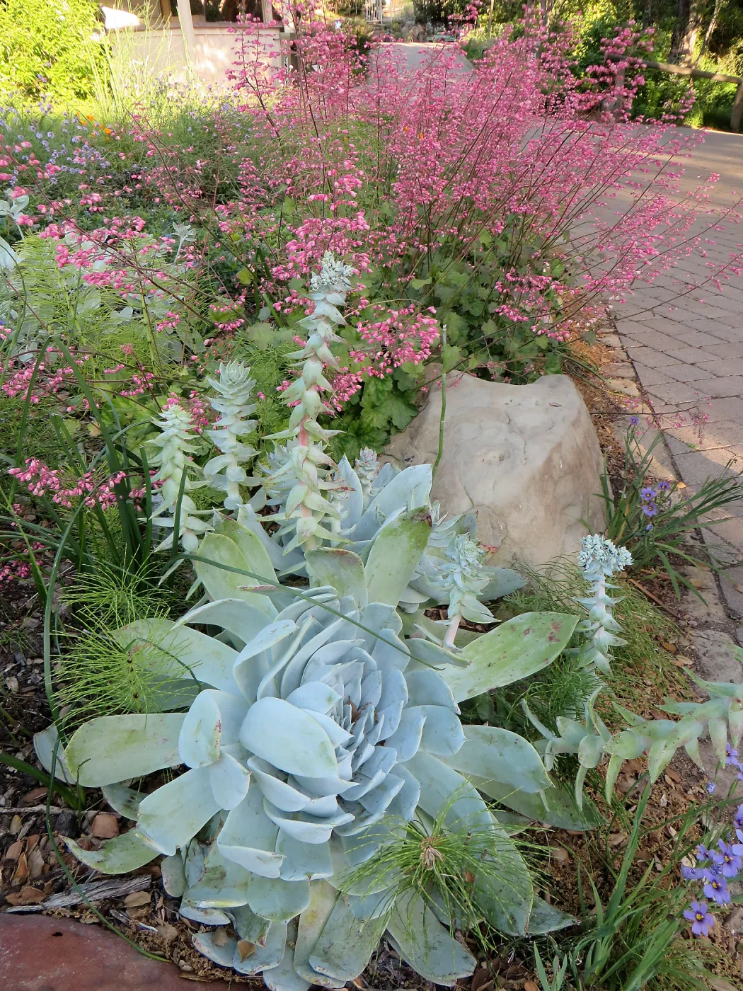 Dudleya brittonii at the bottom of the Groundcover display