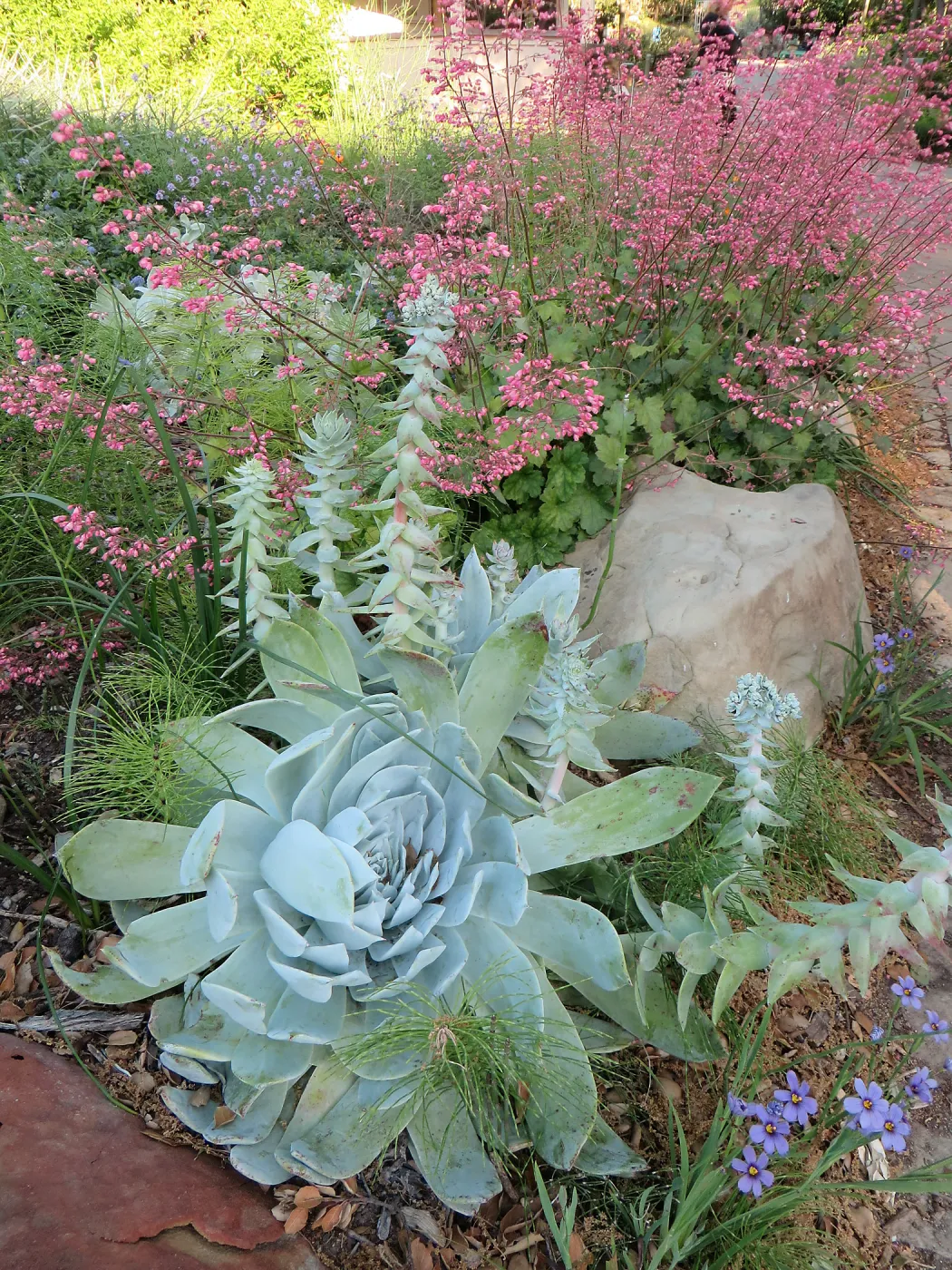 Dudleya brittonii at the bottom of the Groundcover display
