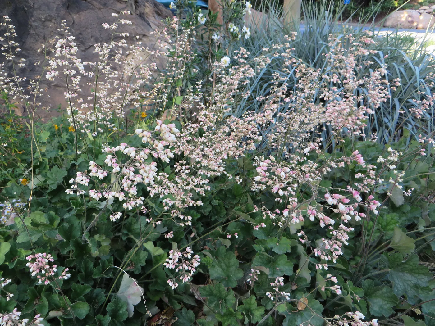 Heuchera â€˜Opal' at Garden entrance